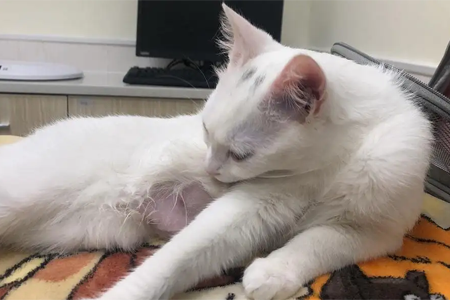 深圳猫传腹治疗